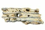 Mammoth Molar Slice With Case - South Carolina #335355-1